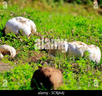 Boules géantes dans les prairies (calvatia gigantea), Cardiff, pays de Galles du Sud, Royaume-Uni. Prise en septembre 2025 Banque D'Images