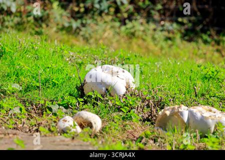 Boules géantes dans les prairies (calvatia gigantea), Cardiff, pays de Galles du Sud, Royaume-Uni. Prise en septembre 2025 Banque D'Images