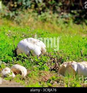 Boules géantes dans les prairies (calvatia gigantea), Cardiff, pays de Galles du Sud, Royaume-Uni. Prise en septembre 2025 Banque D'Images