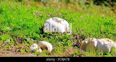 Boules géantes dans les prairies (calvatia gigantea), Cardiff, pays de Galles du Sud, Royaume-Uni. Prise en septembre 2025 Banque D'Images