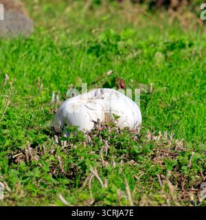 Boules géantes dans les prairies (calvatia gigantea), Cardiff, pays de Galles du Sud, Royaume-Uni. Prise en septembre 2025 Banque D'Images