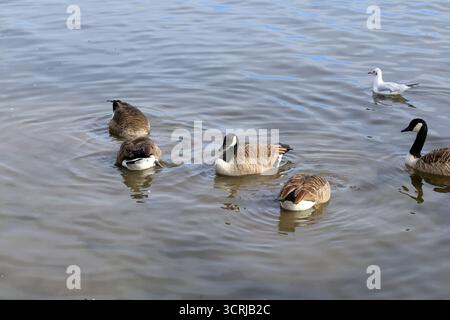 Bernaches du Canada (branta canadensis), réserve naturelle des terres humides de Cardiff Bay, pays de Galles du Sud, Royaume-Uni. Prise en septembre 2025 Banque D'Images