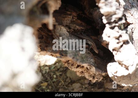 Lézard de clôture occidentale (Sceloporus occidentalis) reposant dans la crevasse d'un arbre de la réserve régionale Black Diamond Mines à Antioch, Californie. Banque D'Images
