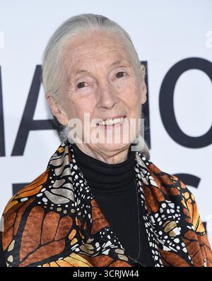 Hollywood, États-Unis. 1er octobre 2025. Jane Goodall, célèbre primatologue et conservationniste, est décédée à l'âge de 91 ans le 1er octobre 2025 de causes naturelles alors qu'elle était en Californie lors d'une tournée de conférences aux États-Unis.------------------------------------------------ 9 octobre 2017 Hollywood, CA Jane Goodall première projection de Jane au Hollywood Bowl © O'Connor/AFF-USA.com crédit : AFF/Alamy Live News Banque D'Images