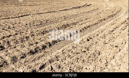 Traces laissées par les pneus d'une moissonneuse-batteuse sur un champ agricole après la récolte des navets. Champ agricole après récolte. Banque D'Images