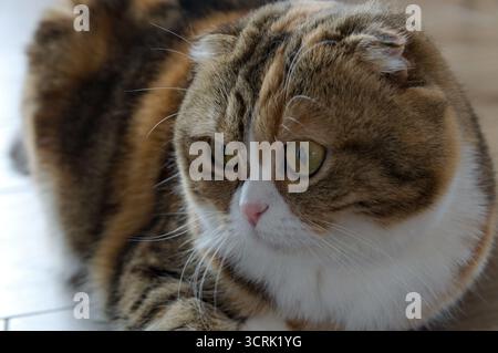 gros plan tabby multicolore scottish fold years chat Banque D'Images