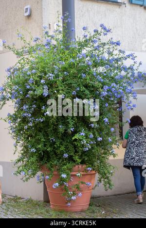 La plante sur la photo est Plumbago auriculata, également connu sous le nom de 'fleur d'amour' ou 'Blue Jasmin'. Banque D'Images