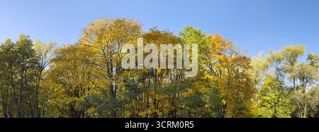 cimes d'arbres jaunes sur ciel bleu clair. paysage forestier d'automne. vue panoramique. Banque D'Images