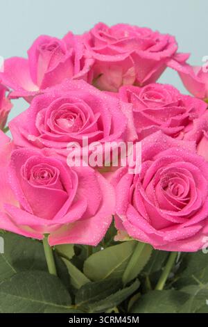 Roses roses. Bouquet. Gros plan. Fond bleu clair Banque D'Images