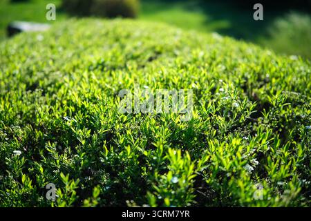 La couronne verte du buisson comme fond. Photo de haute qualité Banque D'Images