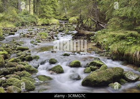 Ruisseau de montagne en automne, parc national de la forêt bavaroise, Bavière, Allemagne Banque D'Images