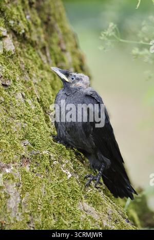 Jackdaw (Corvus monedula, Coloeus monedula), jeune oiseau, Schleswig-Holstein, Allemagne Banque D'Images