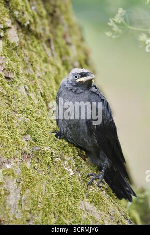 Jackdaw (Corvus monedula, Coloeus monedula), jeune oiseau, Schleswig-Holstein, Allemagne Banque D'Images