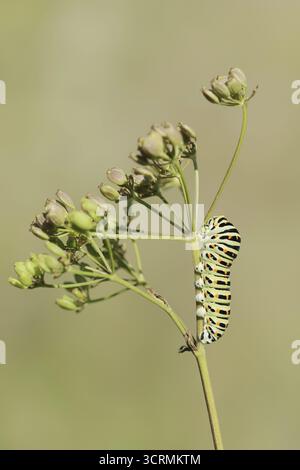 Queue d'aronde (Papilio machaon), chenille, Rhénanie du Nord-Westphalie, Allemagne Banque D'Images
