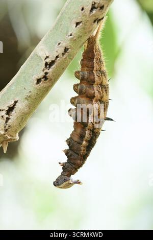 Banane papillon ou banane grasse (chouette pâle), chenille peu de temps devant la pupation, captive, occurrence en Amérique du Sud Banque D'Images