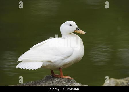 Canard domestique (Anas platyrhynchos F. domestica), Rhénanie du Nord-Westphalie, Allemagne Banque D'Images