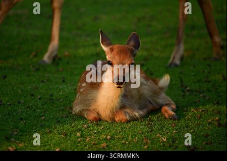 Jeune cerf Sika ou cerf japonais (Cervus nippon) reposant dans le parc de Nara, au Japon Banque D'Images