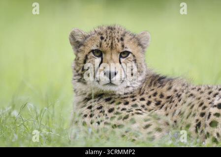 Guépard (Acinonyx jubatus), captif, présent en Afrique Banque D'Images