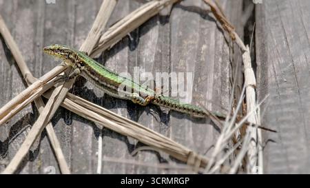 Gros plan d'un lézard mural commun vert (Podarcis muralis) sur un plancher en bois, vue de côté, 16 :9 Banque D'Images