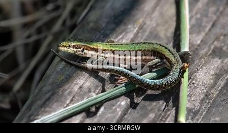 Gros plan d'un lézard mural commun vert (Podarcis muralis) sur un plancher en bois, vue de côté, 16 :9 Banque D'Images
