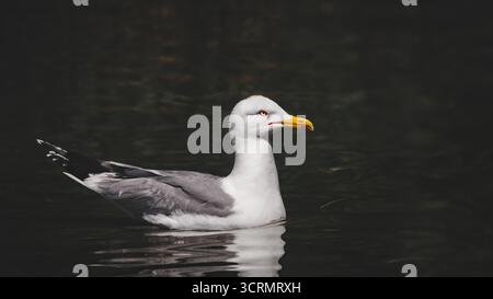Portrait en gros plan d'un goéland à pattes jaunes (Larus Michahellis) reflétant dans l'eau, humeur sombre, 16 :9 Banque D'Images