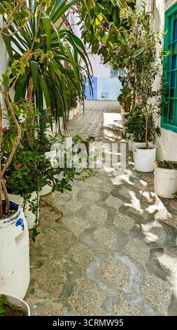Pittoresque ruelle ensoleillée avec des murs blanchis à la chaux, des plantes en pot, et un chat se reposant à l'ombre des feuilles dans une ville méditerranéenne paisible Banque D'Images