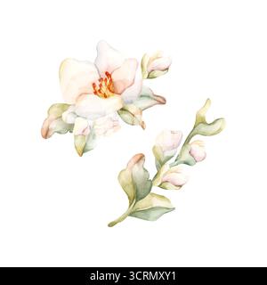 Little White Flowers Buds Leaves Peach Apple Blossom Blooming. Illustration florale dessinée à la main à l'aquarelle isolée sur fond blanc pour textile à la maison Banque D'Images