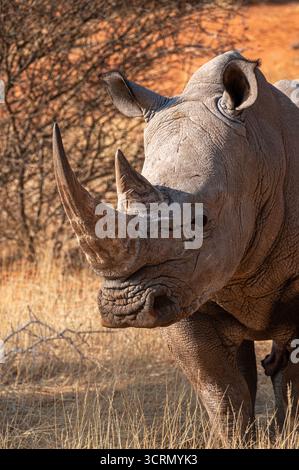 Profil latéral d'un rhinocéros blanc (Ceratotherium simum) pâturant dans l'herbe sèche dorée, savane Kalahari, Bagatelle Kalahari Game Ranch, Namibie. Banque D'Images