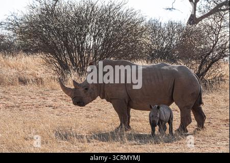 Vache rhinocéros blanche à profil latéral (Ceratotherium simum) avec jeune veau dans la savane sèche du Kalahari, arbustes denses d'acacia, Bagatelle Game Ranch, Namibie. Banque D'Images