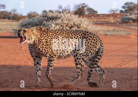 Guépard sauvage en profil latéral marchant avec la bouche ouverte dans un bâillement, vue complète du corps sur le sable rouge du Kalahari avec végétation sèche, Bagatelle, Namibie Banque D'Images