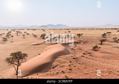 Un acacia solitaire jette une ombre douce sur les dunes de sable orange pâle ondulées qui s'étendent à travers la réserve naturelle aride NamibRand, Namibie. Banque D'Images
