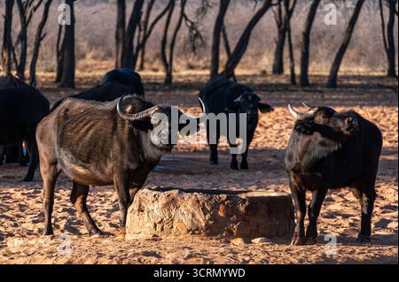 Troupeau de buffles du Cap rassemblé au point d'eau sec avec des cornes massives courbées, plateau de Waterberg, Namibie, faune d'Afrique australe Banque D'Images