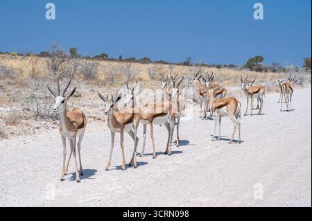 Plan frontal large d'un troupeau de springbok (Antidorcas marsupialis) debout en alerte sur une route de plaine de sel crayeux blanc, Etosha, Namibie Banque D'Images