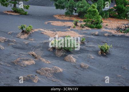 La Palma Tajogaite-Vulkan Tajogaite-Vulkan auf la Palma. Der Tajogaite-Vulkan entstand durch einen fast dreimonatigen Vulkanausbruch von September bis Dezember 2021. Durch den Vulkanausbruch wurde eine grosse Zahl von Haeusern in Doerfern und Siedlungen der Gemeinden El Paso, Los Llanos de Aridane und Tazacorte zerstoert und weite Teile landwirtschaftlich genutzter Flaeche mit Lava und Asche bedeckt. Mittlerweile darf in einem Teil der Gegend um den Vulkan in Begleitung von orts- und fachkundiger Leitung wieder gewandert werden, wenn die Gaskonzentration in der Gegend gering ist. IM Bild : Nade Banque D'Images