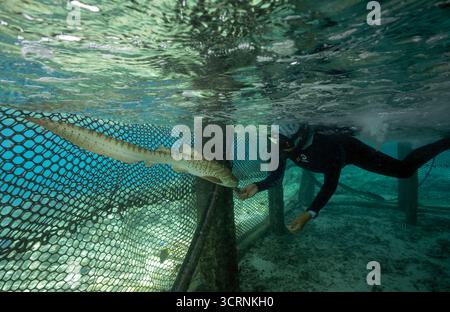 Le personnel de Reshark nourrit les requins léopards juvéniles à la main tous les jours dans une casserole de retenue, Kri Island West Papua Indonesia. Banque D'Images