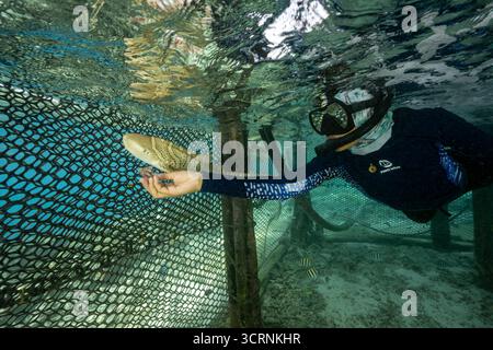 Le personnel de Reshark nourrit les requins léopards juvéniles à la main tous les jours dans une casserole de retenue, Kri Island West Papua Indonesia. Banque D'Images