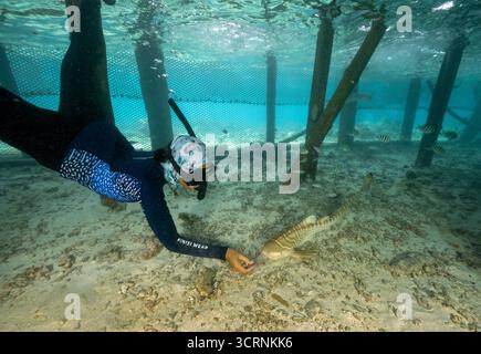 Le personnel de Reshark nourrit les requins léopards juvéniles à la main tous les jours dans une casserole de retenue, Kri Island West Papua Indonesia. Banque D'Images