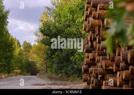 pile soigneusement empilée de bûches fraîchement coupées prêtes à être transformées sur fond de jeune forêt Banque D'Images