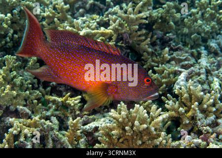 Mérou queue Lyre, Variola louti, Raja Ampat Indonésie Banque D'Images