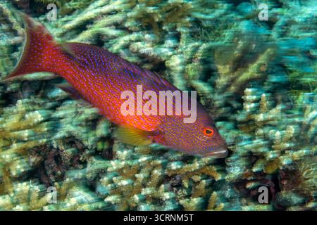 Mérou queue Lyre, Variola louti, Raja Ampat Indonésie Banque D'Images