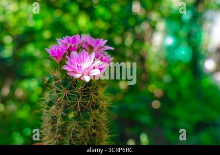 Fleurs roses sur cactus épineux. Gros plan de délicates fleurs de cactus roses fleurissant sur un cactus épineux, montrant ses épines pointues. Combinaison de charcuterie Banque D'Images