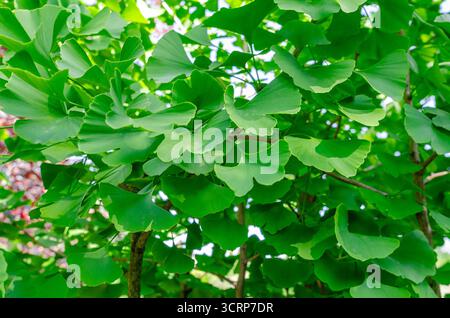 Feuilles vertes brillantes ensoleillées de Ginkgo biloba ou bonsaï japonais sur fond flou de branches brunes. Forme d'art asiatique. Fond vert feuillu. Banque D'Images