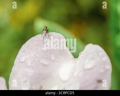 Une petite mouche sur la fleur de rhododendron d'un pauvre homme avec des gouttes de pluie dessus, macrophotographie capturée dans un jardin dans les montagnes andines orientales Banque D'Images