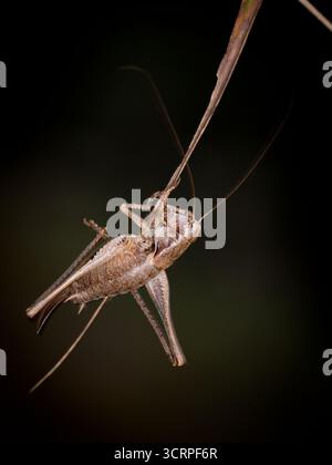 PHolidoptera griseoaptera, le grillon noir du Bush. Vue rapprochée de la sauterelle. dans son habitat naturel. Banque D'Images