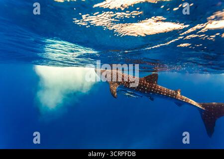 Un cliché sous-marin d'un requin baleine nageant dans l'océan avec un poisson remora attaché à son corps. Banque D'Images