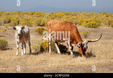 Un petit troupeau de catle de la longhorn du Texas errant dans un grand pâturage ouvert dans le haut désert de l'Oregon près de la ville de Madras, Oregon. Banque D'Images