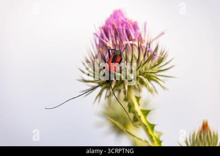 Coléoptère longhorne - Purpuricenus budensis Banque D'Images