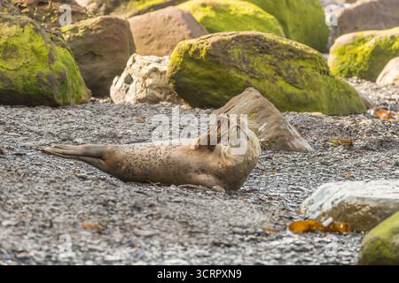 Phoque gris (Halichoerus grypus) sur la plage de Ravenscar North Yorkshire Banque D'Images
