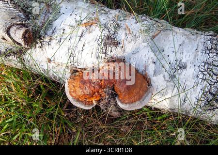 Ganoderma lucidum, champignon polypore médicinal sauvage Banque D'Images