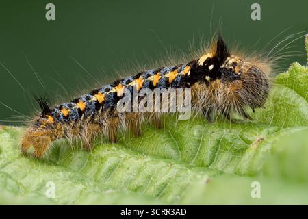Jeune chenille de papillons de buveur (Euthrix potatoria) rampant sur la feuille. Tipperary, Irlande Banque D'Images